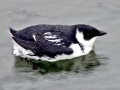 Little Auk