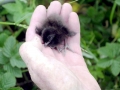 Little Auk