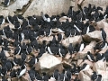 Little Auk