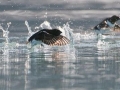Little Auk
