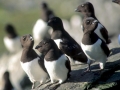 Little Auk