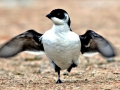 Little Auk