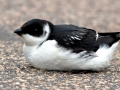 Little Auk