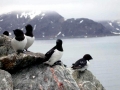 Dovekie
