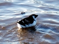 Dovekie