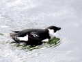 Dovekie