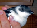 Dovekie
