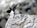 Dovekie