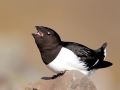 Little Auk