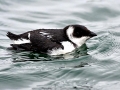 Little Auk