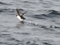 Little Auk