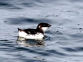 Little Auk