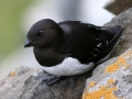 Little Auk