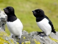 Little Auk