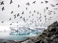 Little Auk