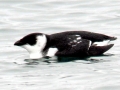 Little Auk