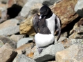 Little Auk
