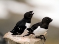 Little Auk