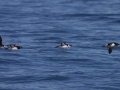 Little Auk