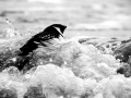 Little Auk
