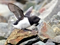 Little Auk