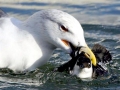 Little Auk