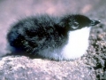 Little Auk