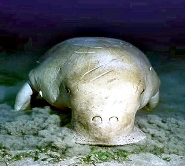 Dugong