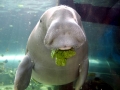 Dugong