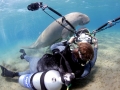 Dugong