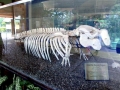 Dugong