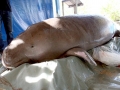 Dugong