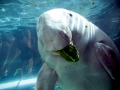 Dugong