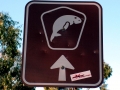 Dugong