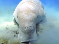 Dugong