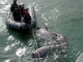 Dugong