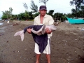 Dugong