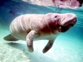 Dugong