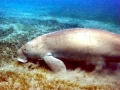 Dugong