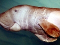 Dugong