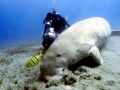 Dugong