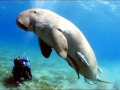 Dugong