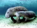 Dugong