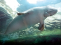 Dugong