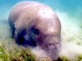 Dugong