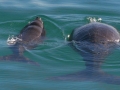 Dugong