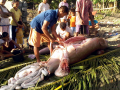 Dugong