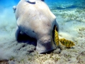 Dugong