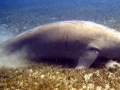 Dugong