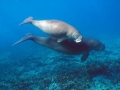 Dugong
